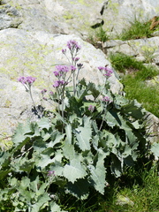 Adenostyles leucophylla