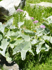 Adenostyles leucophylla