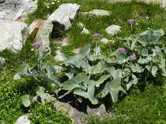 Adenostyles leucophylla