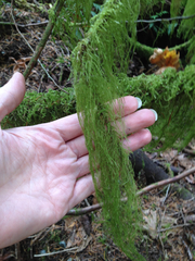 Pseudisothecium myosuroides