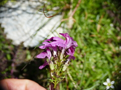 Pedicularis kerneri