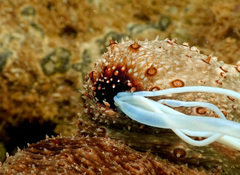 Holothuria fuscocinerea