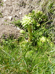 Sempervivum globiferum