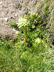 Sempervivum globiferum