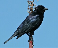 Molothrus bonariensis