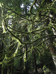 Pseudisothecium myosuroides