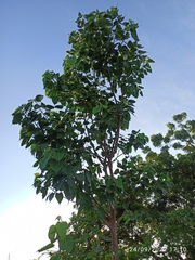 Ficus religiosa