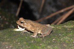 Rhinella ornata