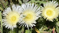 Carpobrotus edulis