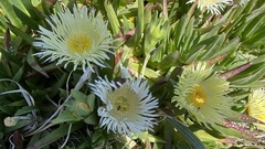 Carpobrotus edulis