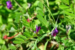 Vicia sativa