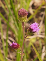 Liatris scariosa