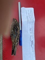 Ammodramus savannarum