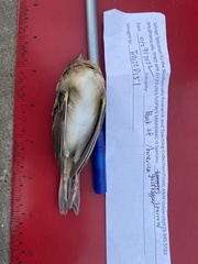 Ammodramus savannarum