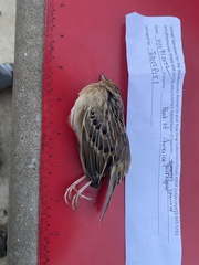 Ammodramus savannarum