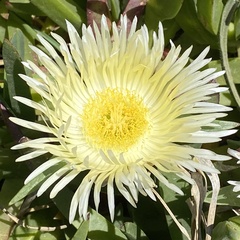 Carpobrotus edulis