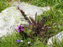Pedicularis kerneri