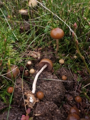 Psilocybe fimetaria