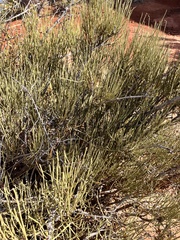 Ephedra viridis