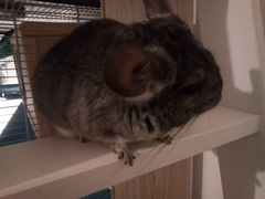 Chinchilla