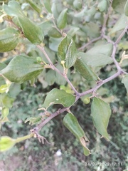 Ziziphus