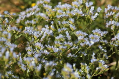 Limonium lobatum