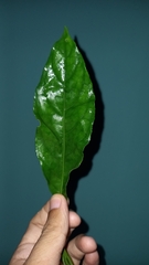 Barringtonia acutangula