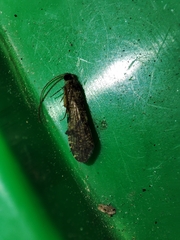 Polycentropodidae