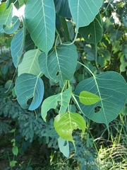 Ficus religiosa