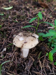 Russula