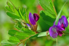 Vicia sativa
