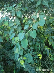 Ficus religiosa