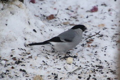 Pyrrhula pyrrhula cineracea