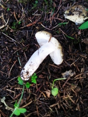 Russula