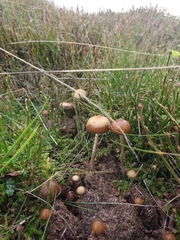 Psilocybe fimetaria