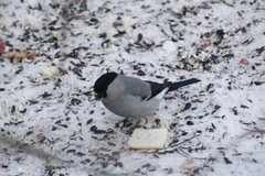 Pyrrhula pyrrhula cineracea