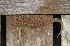 Gekko monarchus