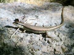 Sphenomorphus incognitus