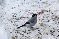 Pyrrhula pyrrhula cineracea