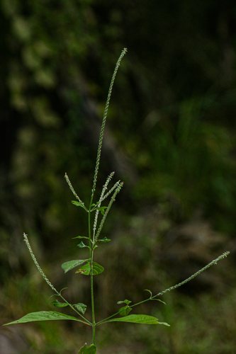 Achyranthes aspera image