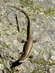 Sphenomorphus incognitus