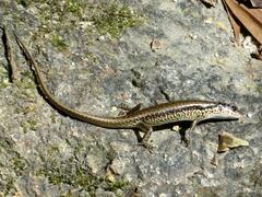 Sphenomorphus incognitus