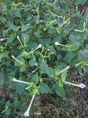 Mirabilis longiflora