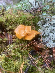Cantharellus cibarius