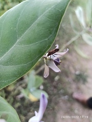 Calotropis gigantea