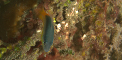 Pseudochromis ammeri