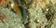 Pseudochromis ammeri