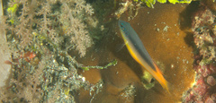 Pseudochromis ammeri