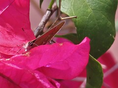 Callophrys xami xami