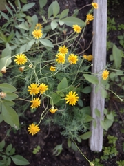 Thymophylla tenuiloba